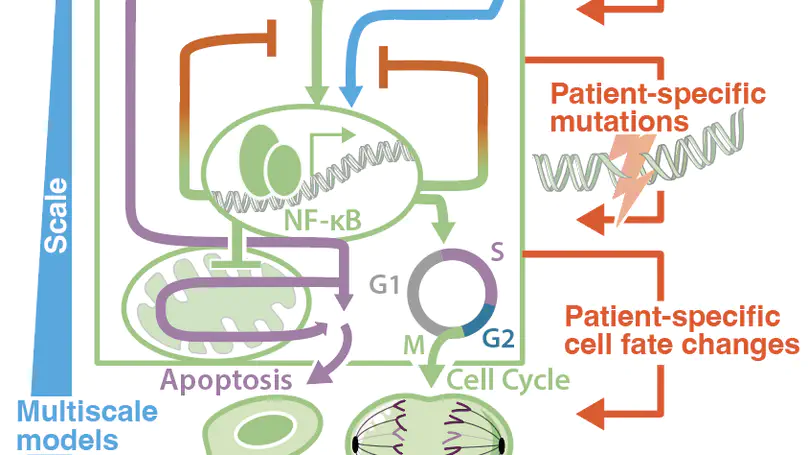 A Systems Biology Approach to Tailoring Therapy for Diffuse Large B-Cell Lymphoma