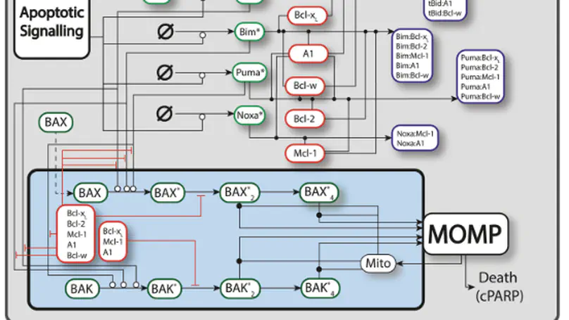Computational modeling of DLBCL predicts response to BH3-mimetics