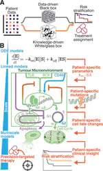  Computational modelling of aggressive B-cell lymphoma