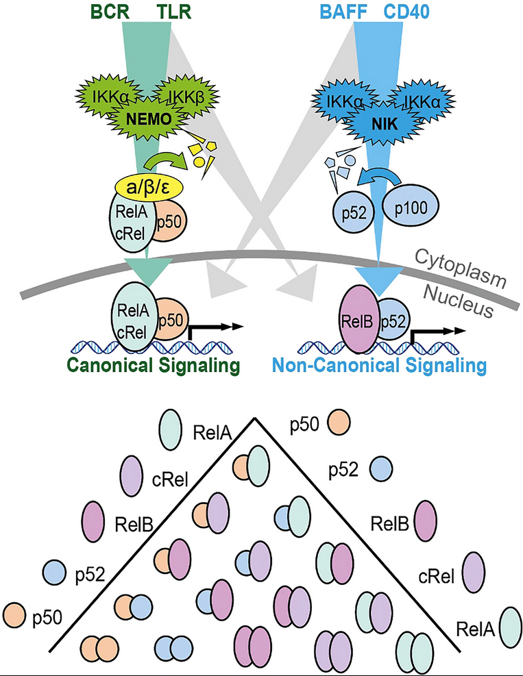 NF-kB and the CLL microenvironment | Mitchell Lab