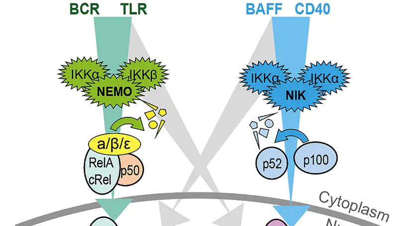NF-kB and the CLL microenvironment