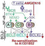 New paper led by Aimilia Vareli out now in Cell Death & Disease