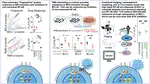 New preprint from Aimilia Vareli on understanding drug responses in the context of the tumour microenvrionment.